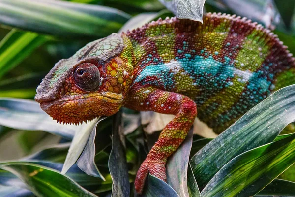 Panter Chameleon Furcifer Pardalis Fauna Madagaskaru — Stock fotografie