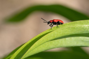 Lily yaprağı böceği (Lilioceris lilii), bahçedeki haşarat.