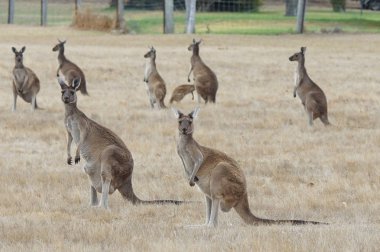 Western gri kanguru, Macropus fuliginosus