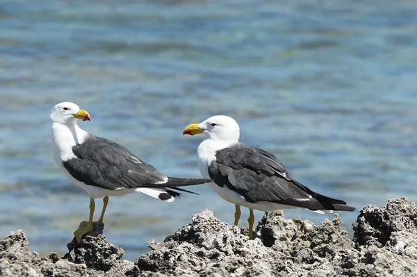 Pacific Gull, Larus pacificus — Stock Photo, Image