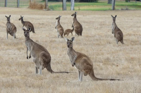 Canguru cinzento ocidental, Macropus fuliginosus — Fotografia de Stock