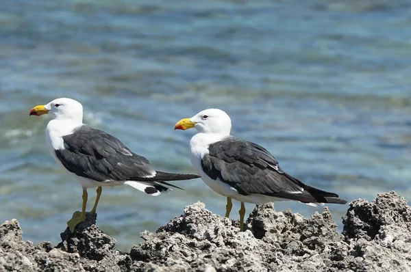 Pacific Gull, Larus pacificus — Stock Photo, Image