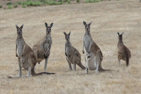 У сірий кенгуру, Macropus fuliginosus — стокове фото