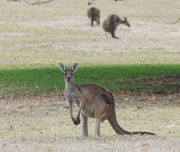 Western Grå Känguru Macropus Fuliginosus Bilden Togs Västra Australien — Stockfoto