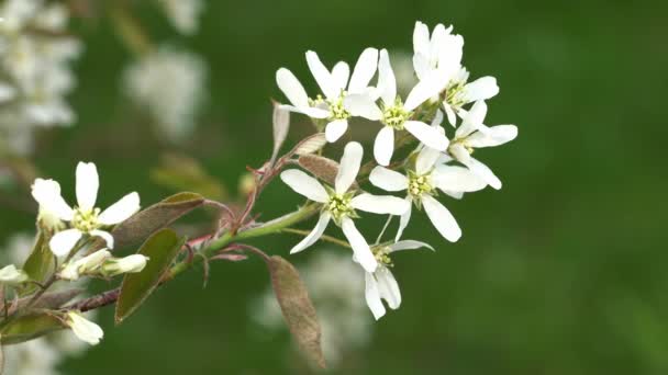 Juneberry Amelanchier Lamarckii Flores Primavera — Vídeo de Stock