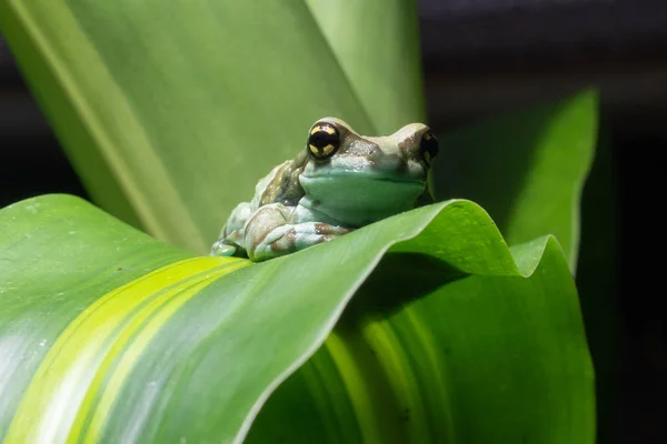 Amazonka Mleka Żaba Trachycephalus Resinifictrix — Zdjęcie stockowe