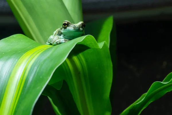 Amazonka Mleka Żaba Trachycephalus Resinifictrix — Zdjęcie stockowe