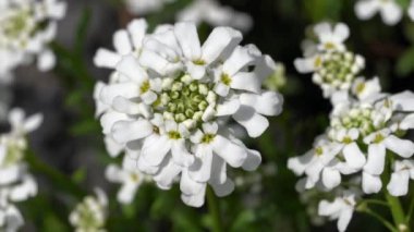 Evergreen Candytuft (Iberis sempervirens), ilkbahar çiçekleri