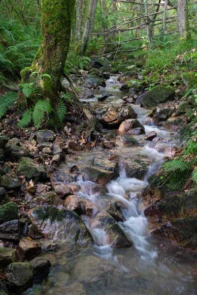 Kleiner Bach Wald Idyllische Landschaft Entlang Des Camino Santiago Asturien — Stockfoto