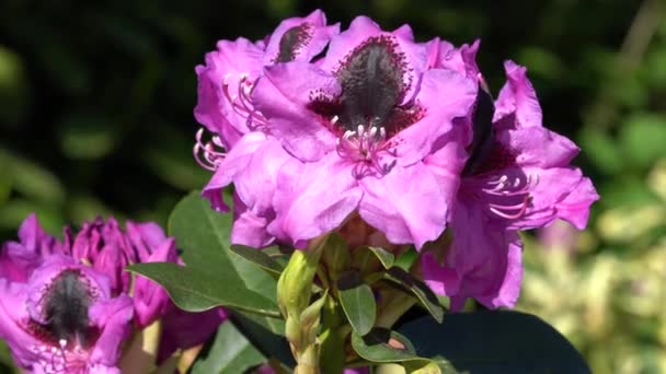 Rhododendron Hybrid Kangaroo Гибрид Рододендрона Закрыть Голову Цветка Солнце — стоковое видео