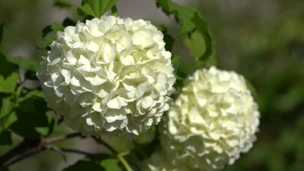 Viburnum Βιβούρνο Opulus Κοντινό Πλάνο Από Κεφάλι Λουλουδιών — Αρχείο Βίντεο