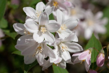 Fuzzy Deutzia (Deutzia scabra), çiçek başlığının yakın çekimi
