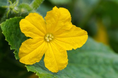 (Cucumis sativus salatalık bitkisinin çiçeği)