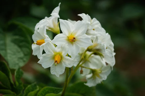 Kvetoucí Rostliny Brambor Solanum Tuberosum — Stock fotografie