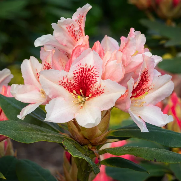 Rhododendron Hybrid Amber Kiss Rhododendron Hybribride — 스톡 사진