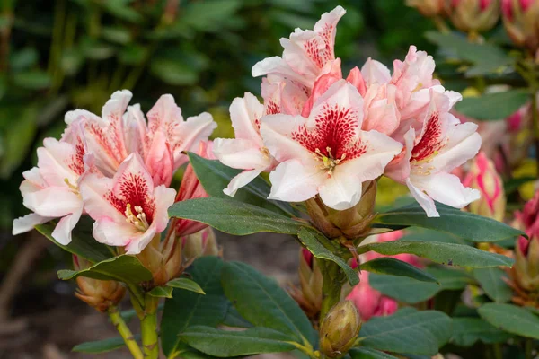 Rhododendron Hybride Bernsteinkuss Rhododendron Hybride — Stockfoto