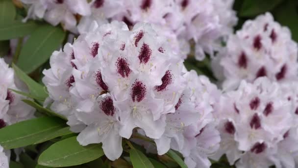 Ormangülü Hibrid Rhododendron Hibrit Yakın Çekim Güneşli Çiçek Başkanı — Stok video
