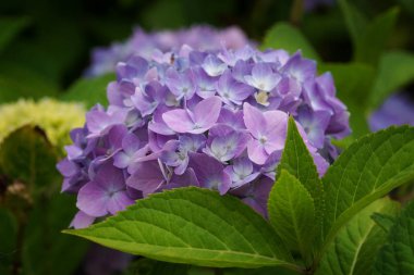 Penny Mac, Hydrangea makrophylla.
