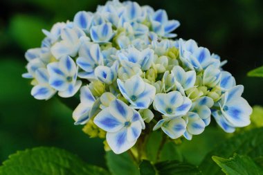 Penny Mac, Hydrangea makrophylla.