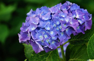 Penny Mac, Hydrangea makrophylla.