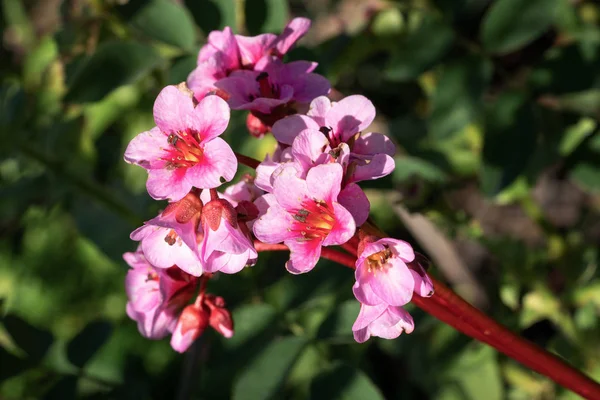 Bergenia, Bergenia hybride — Stock fotografie