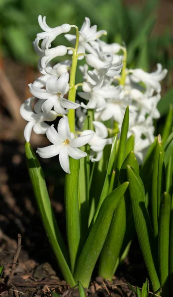 Jacinto común, Hyacinthus orientalis — Foto de Stock