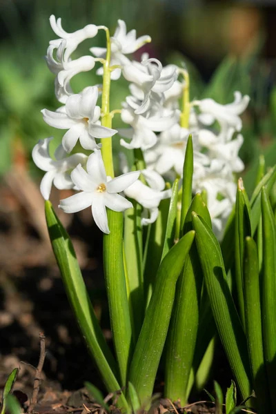 Společné hyacint, Hyacinthus orientalis — Stock fotografie