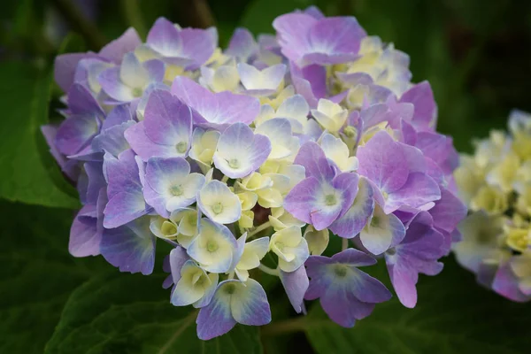 Penny mac, Hydrangea macrophylla — Stockfoto