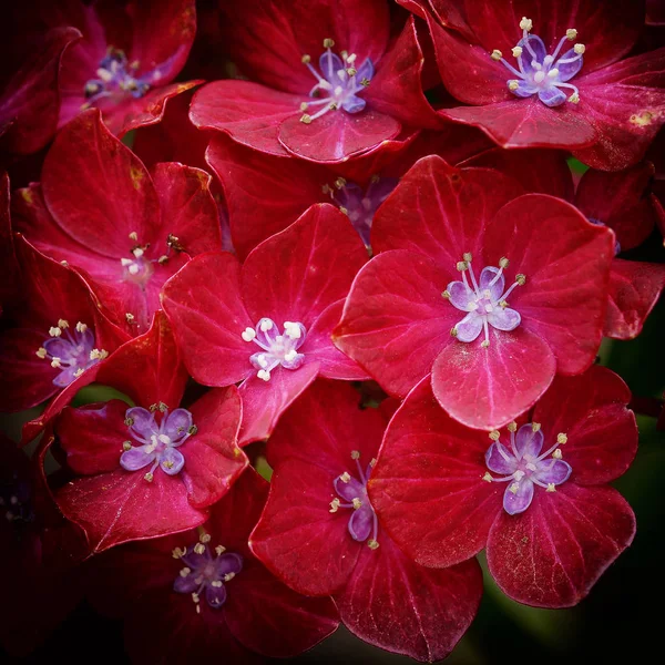 Penny mac, Hydrangea macrophylla — Fotografia de Stock