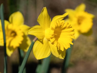 Nergis (Narcissus pseudonarcissus), ilkbaharın çiçekleri