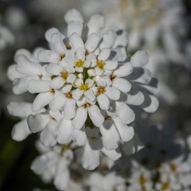 Evergreen Candytuft (Iberis sempervirens), ilkbahar çiçekleri