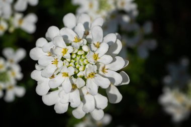 Evergreen Candytuft (Iberis sempervirens), ilkbahar çiçekleri