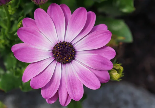 Cape Daisy Osteospermum Close Flower Head — Stock Photo, Image