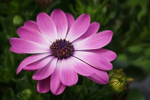 Cape Daisy Osteospermum Close Flower Head — Stock Photo, Image