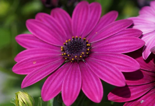 Margherita Del Capo Osteospermum Primo Piano Della Testa Del Fiore — Foto Stock