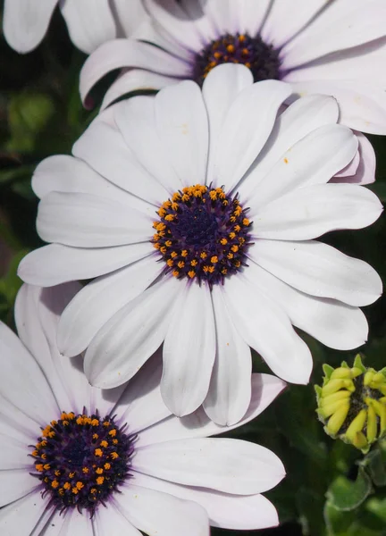 Cape Daisy Osteospermum Close Cabeça Flor — Fotografia de Stock
