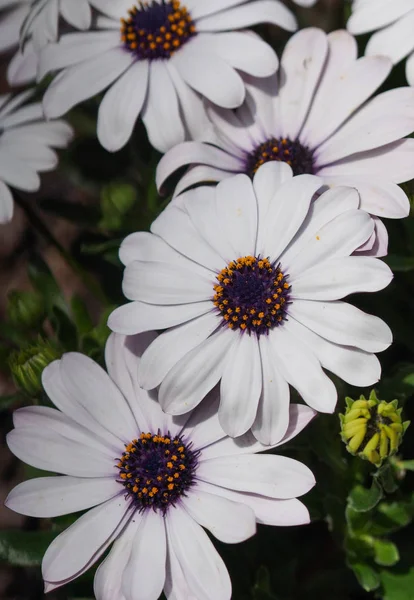 Margarita Del Cabo Osteospermum Primer Plano Cabeza Flor — Foto de Stock