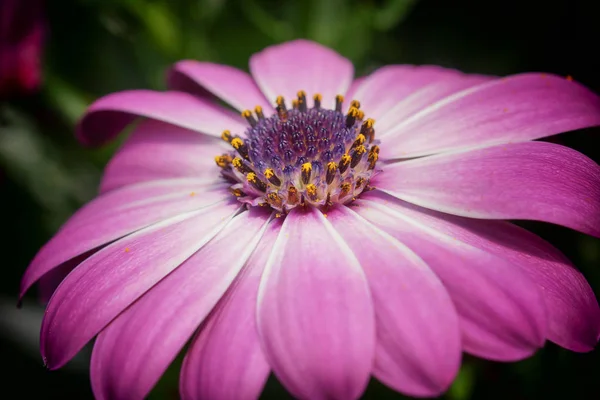 Cape Daisy Osteospermum Close Flower Head — Stock Photo, Image