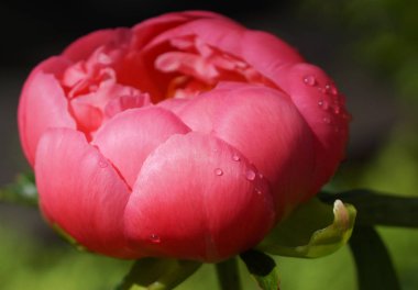 Şakayık pembe Hawaiin mercan, Paeonia lactiflora