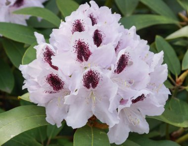 Ormangülü Calsap, bahar, çiçek bahçeleri habercisi