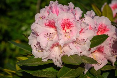 Rhododendron Melezi Kromlauer Parkperle (Rhododendron melezi), çiçeğin başını sabah güneşinde kapat