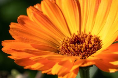 Marigold (Calendula officinalis), çiçeğin sonbahar renklerinde yakın çekimi