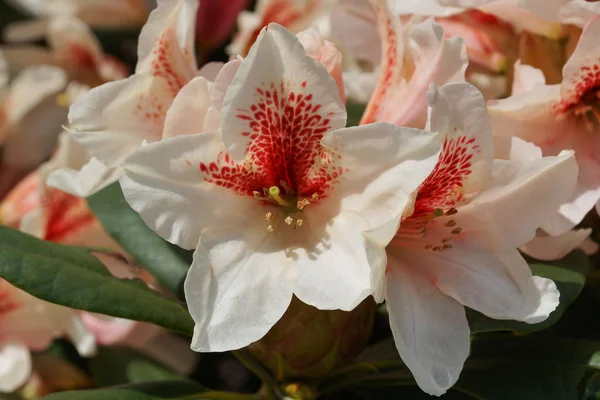 Rododendron Amber Kiss Posel Jara Květinové Zahrady — Stock fotografie