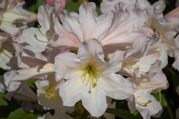 Rhododendron Hybride Dufthecke Rhododendron Hybride Nahaufnahme Des Blütenkopfes — Stockfoto