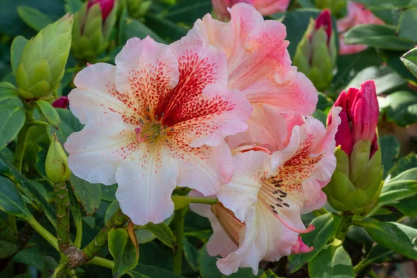 Rhododendron Hybrid Peggy Rhododendron Hybrid Nahaufnahme Des Blütenkopfes — Stockfoto