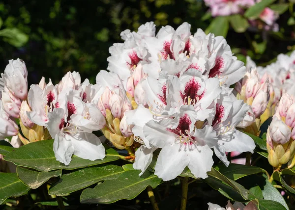 Rhododendron Hybrid Picobelo Rhododendron Hybrid Close Flower Head — Stock Photo, Image