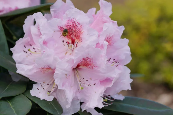 Rhododendron Kromlauer Parkperle Herald Spring Flower Gardens — Stock Photo, Image