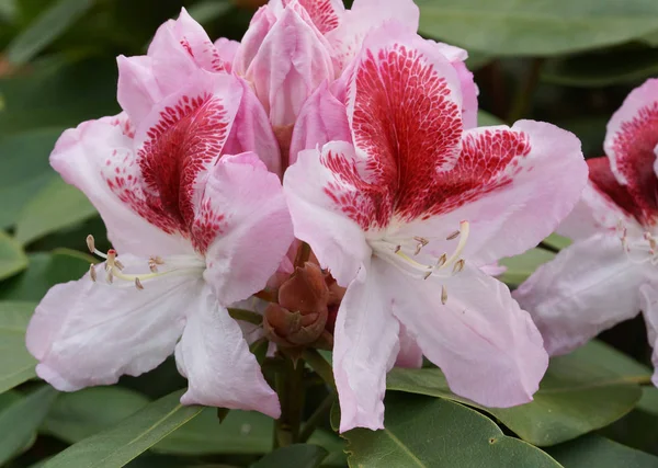 シャクナゲ Hybride ベラミ 庭園の花 春の使者 — ストック写真