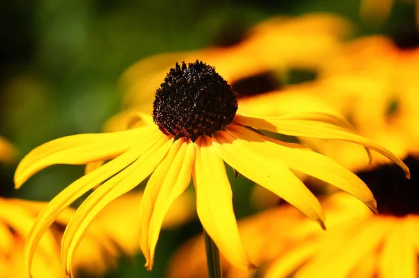 Апельсиновый Шиповник Голдфест Rudbeckia Fully Цветки Лета — стоковое фото