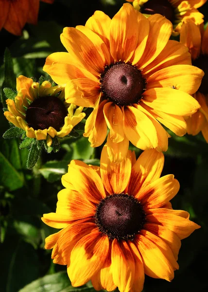 Рудбецкия Саммерина Rudbeckia Hybride Цветы Лета — стоковое фото